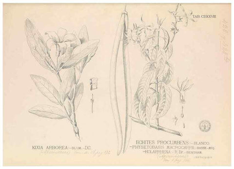 Reproducción/Reproduction 49747552712: Flora de Filipinas,. Manila,Estab. tip. de Plana y ca.,1877-83.. 