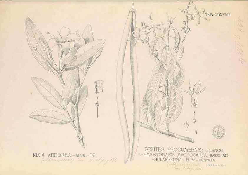 Reproducción/Reproduction 49747552712: Flora de Filipinas,. Manila,Estab. tip. de Plana y ca.,1877-83.. 