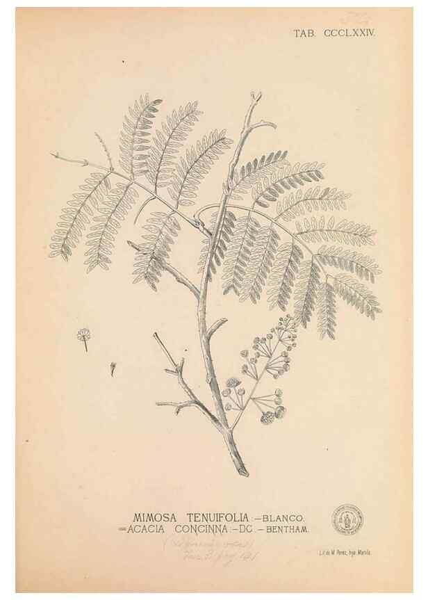 Reproducción/Reproduction 49747539297: Flora de Filipinas,. Manila,Estab. tip. de Plana y ca.,1877-83.. 