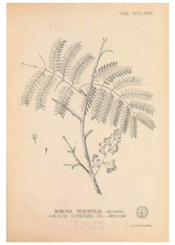 Reproducción/Reproduction 49747539297: Flora de Filipinas,. Manila,Estab. tip. de Plana y ca.,1877-83.. 