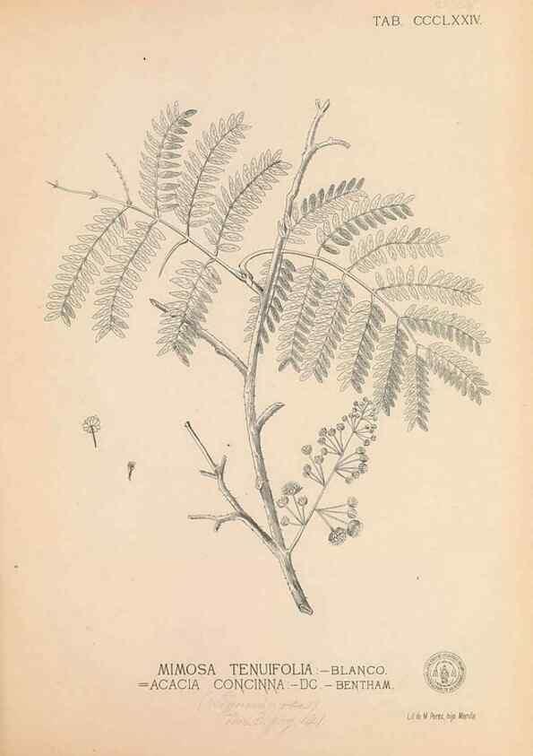 Reproducción/Reproduction 49747539297: Flora de Filipinas,. Manila,Estab. tip. de Plana y ca.,1877-83.. 