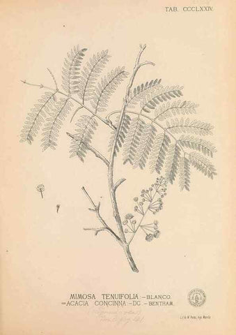 Reproducción/Reproduction 49747539297: Flora de Filipinas,. Manila,Estab. tip. de Plana y ca.,1877-83.. 