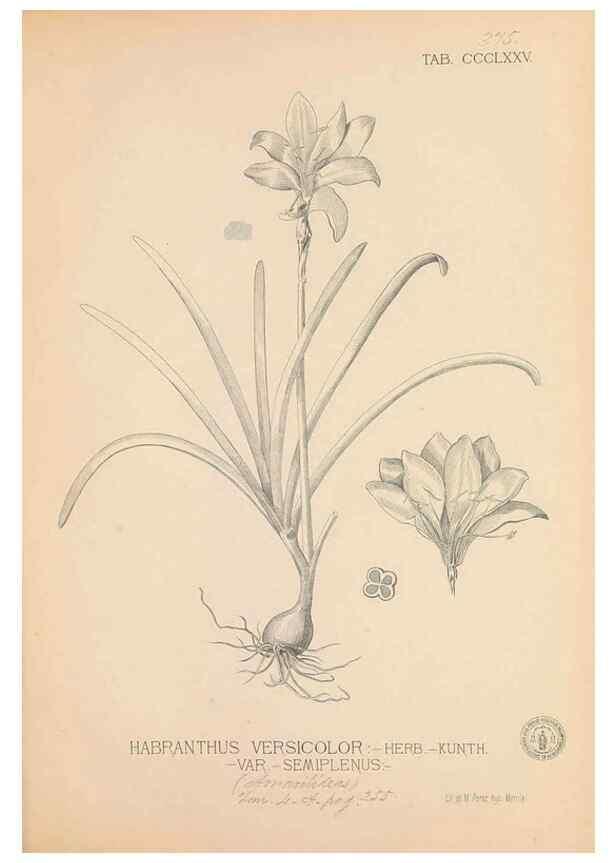 Reproducción/Reproduction 49747539517: Flora de Filipinas,. Manila,Estab. tip. de Plana y ca.,1877-83.. 
