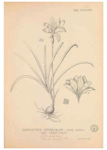 Reproducción/Reproduction 49747539517: Flora de Filipinas,. Manila,Estab. tip. de Plana y ca.,1877-83.. 