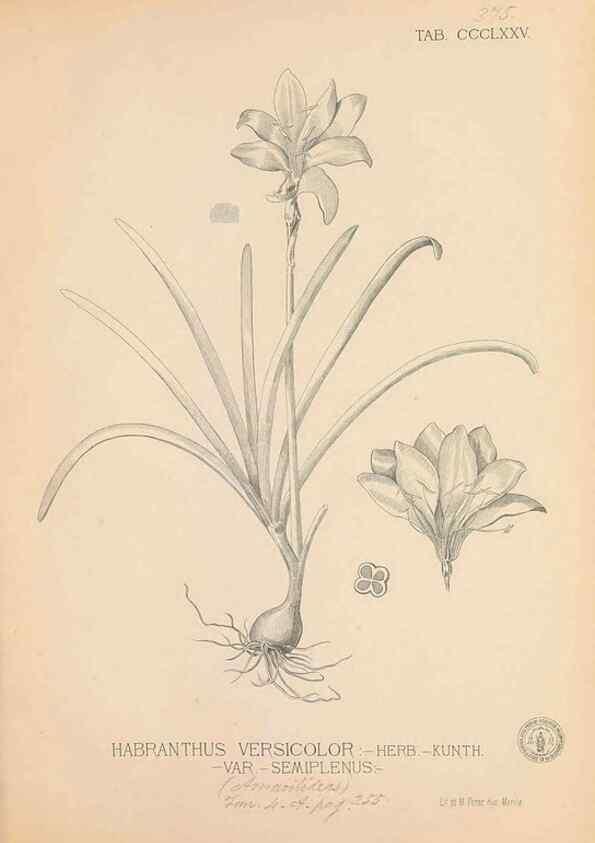 Reproducción/Reproduction 49747539517: Flora de Filipinas,. Manila,Estab. tip. de Plana y ca.,1877-83.. 