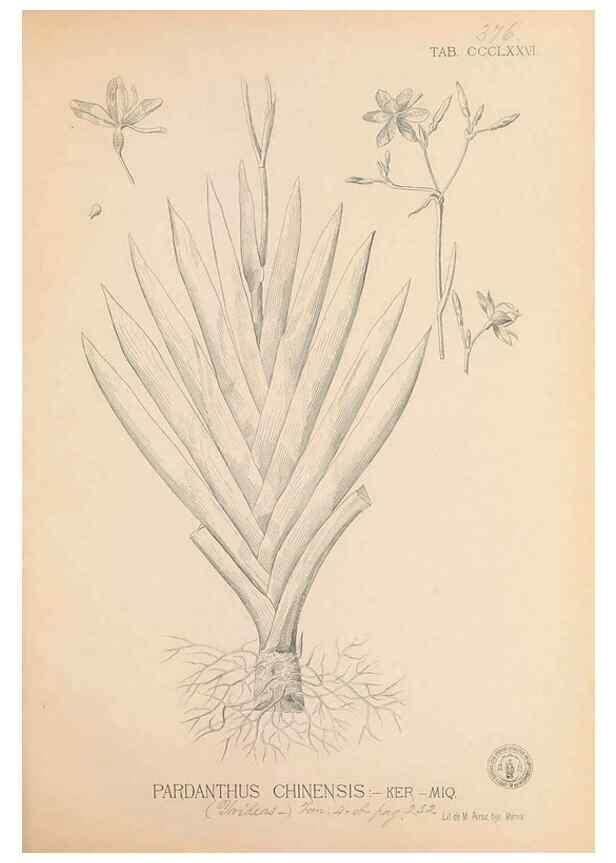 Reproducción/Reproduction 49746671488: Flora de Filipinas,. Manila,Estab. tip. de Plana y ca.,1877-83.. 