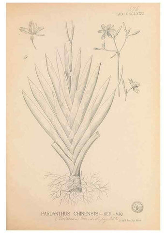 Reproducción/Reproduction 49746671488: Flora de Filipinas,. Manila,Estab. tip. de Plana y ca.,1877-83.. 