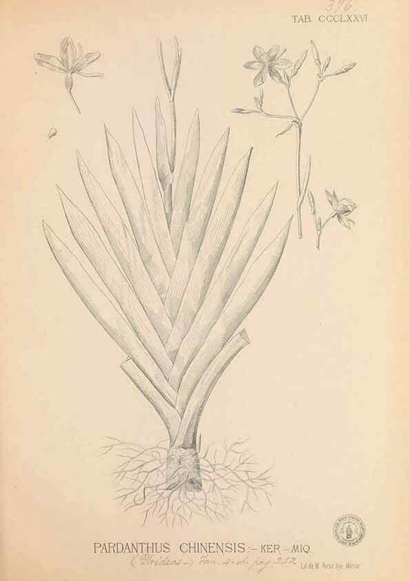 Reproducción/Reproduction 49746671488: Flora de Filipinas,. Manila,Estab. tip. de Plana y ca.,1877-83.. 