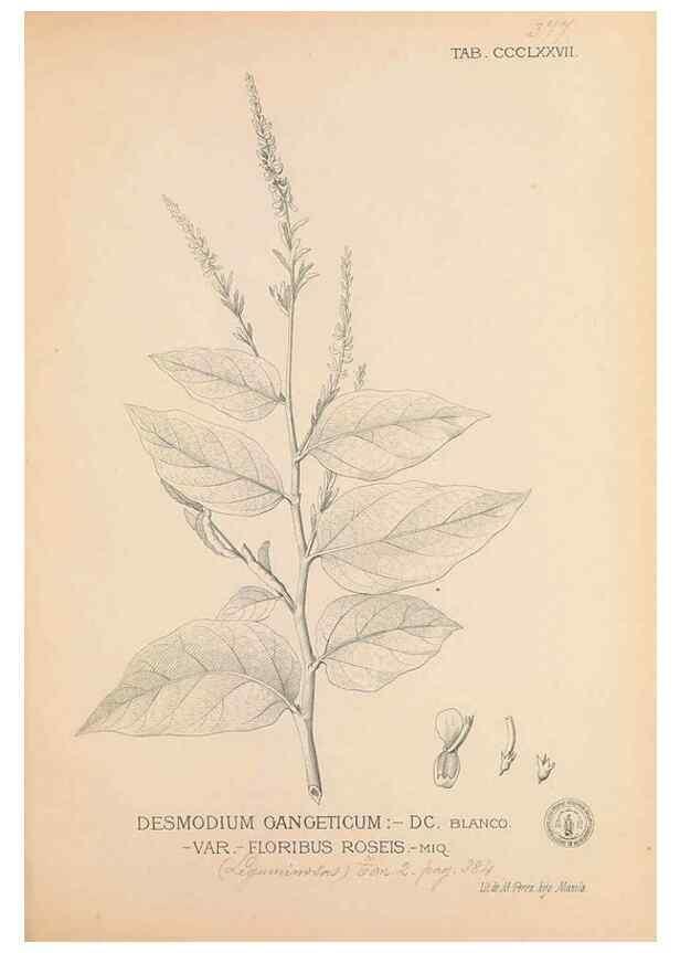 Reproducción/Reproduction 49746671688: Flora de Filipinas,. Manila,Estab. tip. de Plana y ca.,1877-83.. 