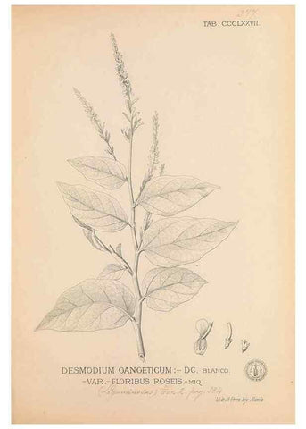 Reproducción/Reproduction 49746671688: Flora de Filipinas,. Manila,Estab. tip. de Plana y ca.,1877-83.. 