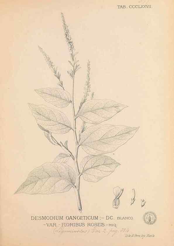 Reproducción/Reproduction 49746671688: Flora de Filipinas,. Manila,Estab. tip. de Plana y ca.,1877-83.. 