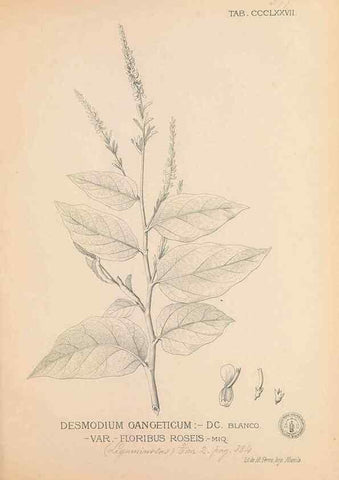 Reproducción/Reproduction 49746671688: Flora de Filipinas,. Manila,Estab. tip. de Plana y ca.,1877-83.. 
