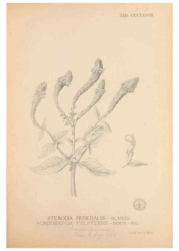 Reproducción/Reproduction 49747212996: Flora de Filipinas,. Manila,Estab. tip. de Plana y ca.,1877-83.. 
