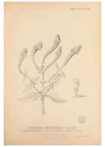 Reproducción/Reproduction 49747212996: Flora de Filipinas,. Manila,Estab. tip. de Plana y ca.,1877-83.. 