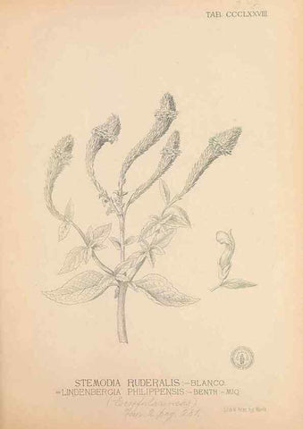 Reproducción/Reproduction 49747212996: Flora de Filipinas,. Manila,Estab. tip. de Plana y ca.,1877-83.. 