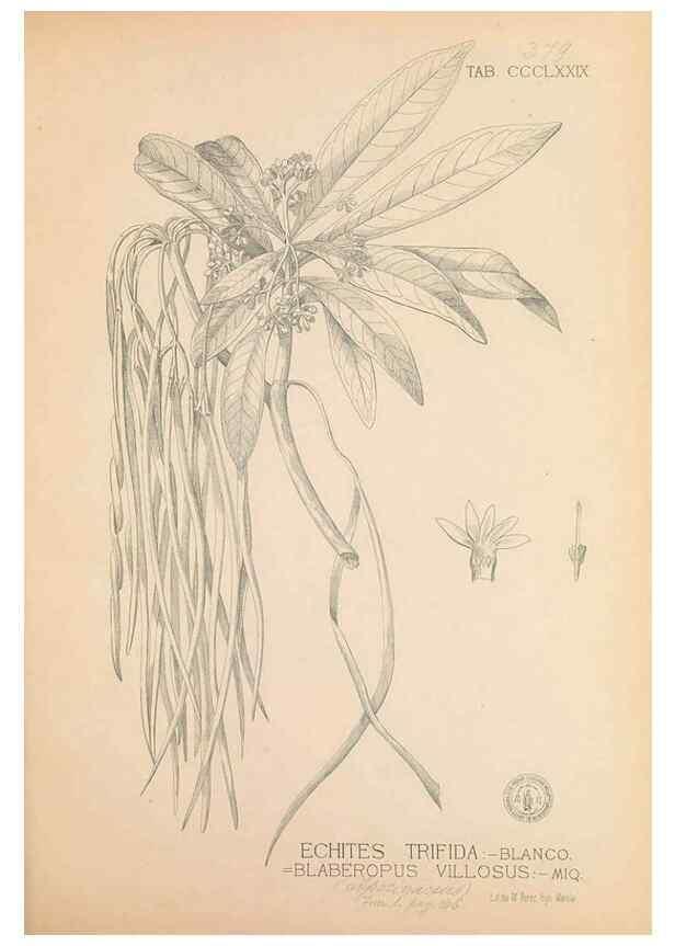 Reproducción/Reproduction 49747213166: Flora de Filipinas,. Manila,Estab. tip. de Plana y ca.,1877-83.. 