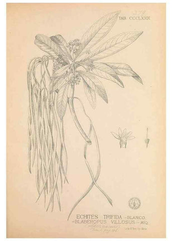 Reproducción/Reproduction 49747213166: Flora de Filipinas,. Manila,Estab. tip. de Plana y ca.,1877-83.. 