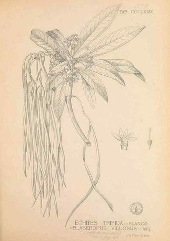Reproducción/Reproduction 49747213166: Flora de Filipinas,. Manila,Estab. tip. de Plana y ca.,1877-83.. 