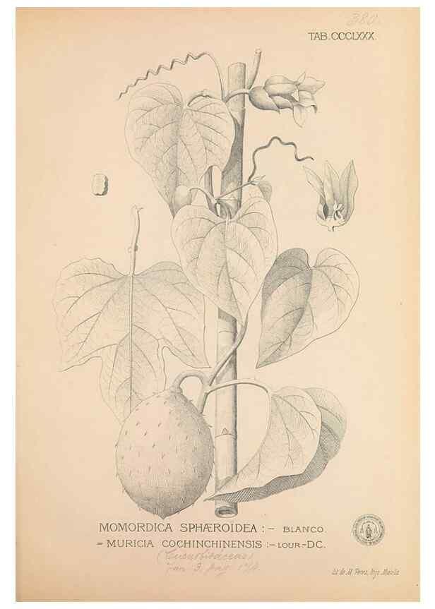 Reproducción/Reproduction 49747213386: Flora de Filipinas,. Manila,Estab. tip. de Plana y ca.,1877-83.. 