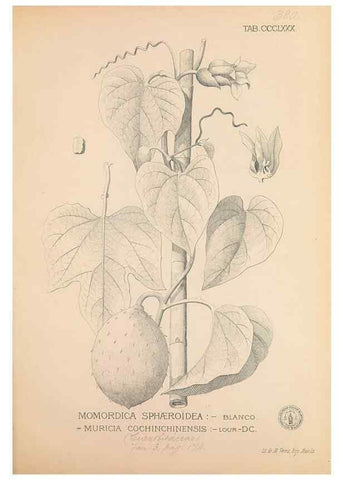 Reproducción/Reproduction 49747213386: Flora de Filipinas,. Manila,Estab. tip. de Plana y ca.,1877-83.. 