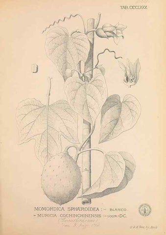 Reproducción/Reproduction 49747213386: Flora de Filipinas,. Manila,Estab. tip. de Plana y ca.,1877-83.. 