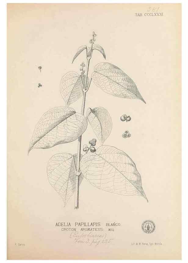 Reproducción/Reproduction 49747540592: Flora de Filipinas,. Manila,Estab. tip. de Plana y ca.,1877-83.. 