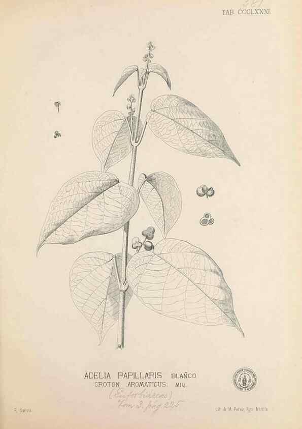 Reproducción/Reproduction 49747540592: Flora de Filipinas,. Manila,Estab. tip. de Plana y ca.,1877-83.. 