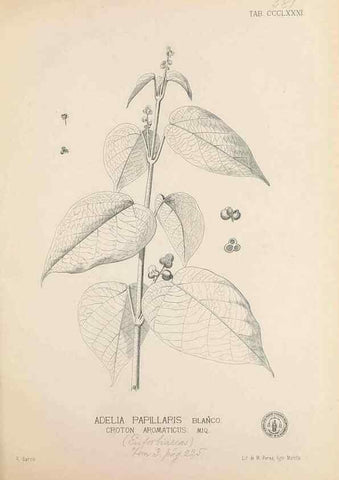 Reproducción/Reproduction 49747540592: Flora de Filipinas,. Manila,Estab. tip. de Plana y ca.,1877-83.. 