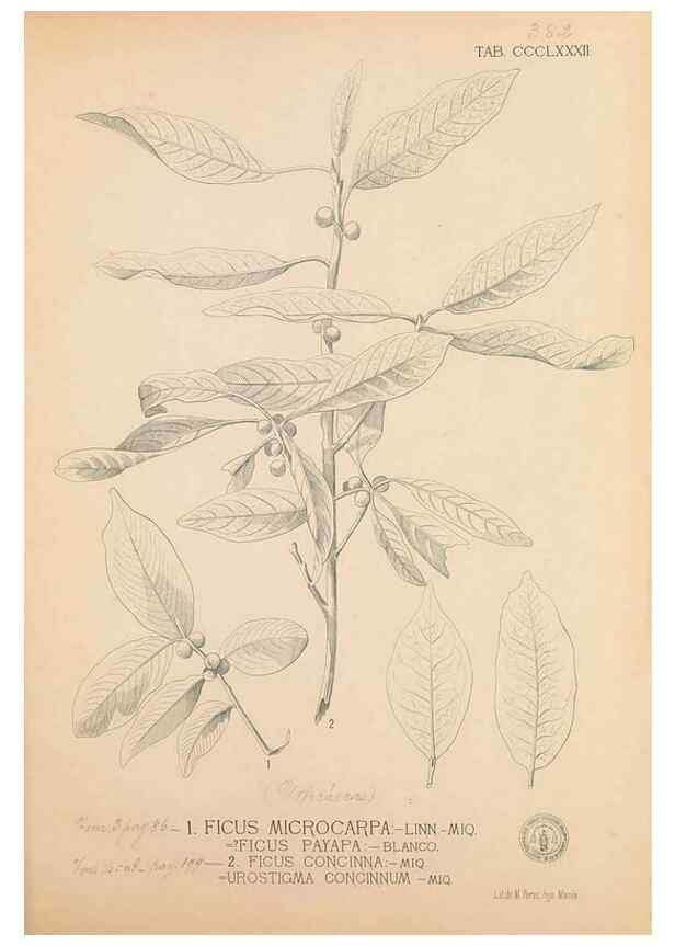 Reproducción/Reproduction 49747213796: Flora de Filipinas,. Manila,Estab. tip. de Plana y ca.,1877-83.. 