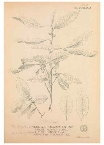 Reproducción/Reproduction 49747213796: Flora de Filipinas,. Manila,Estab. tip. de Plana y ca.,1877-83.. 