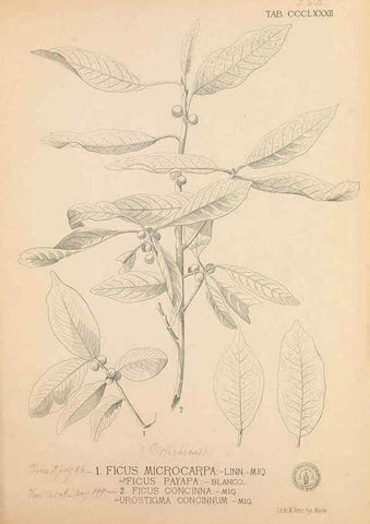 Reproducción/Reproduction 49747213796: Flora de Filipinas,. Manila,Estab. tip. de Plana y ca.,1877-83.. 