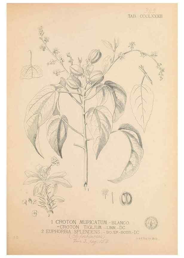 Reproducción/Reproduction 49747213996: Flora de Filipinas,. Manila,Estab. tip. de Plana y ca.,1877-83.. 