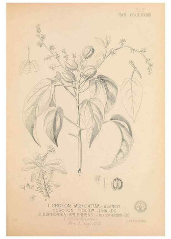 Reproducción/Reproduction 49747213996: Flora de Filipinas,. Manila,Estab. tip. de Plana y ca.,1877-83.. 