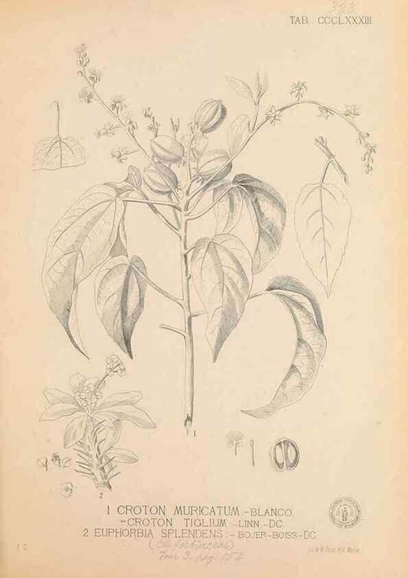 Reproducción/Reproduction 49747213996: Flora de Filipinas,. Manila,Estab. tip. de Plana y ca.,1877-83.. 