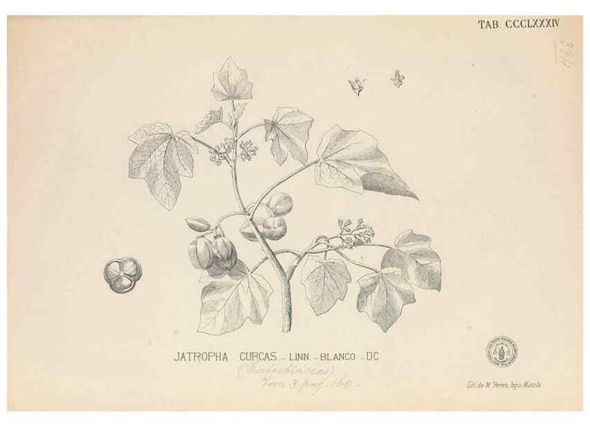 Reproducción/Reproduction 49747541312: Flora de Filipinas,. Manila,Estab. tip. de Plana y ca.,1877-83.. 