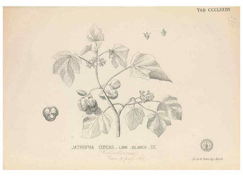 Reproducción/Reproduction 49747541312: Flora de Filipinas,. Manila,Estab. tip. de Plana y ca.,1877-83.. 