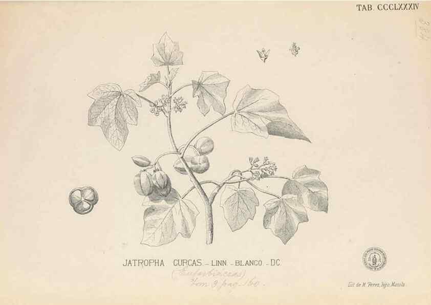 Reproducción/Reproduction 49747541312: Flora de Filipinas,. Manila,Estab. tip. de Plana y ca.,1877-83.. 
