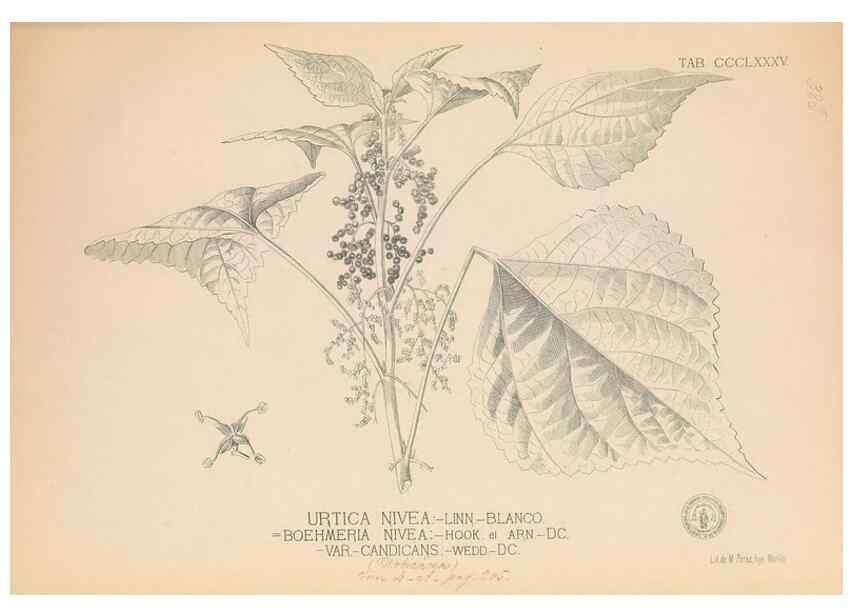 Reproducción/Reproduction 49746673353: Flora de Filipinas,. Manila,Estab. tip. de Plana y ca.,1877-83.. 