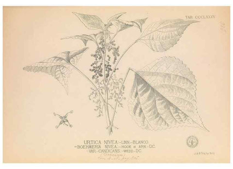 Reproducción/Reproduction 49746673353: Flora de Filipinas,. Manila,Estab. tip. de Plana y ca.,1877-83.. 
