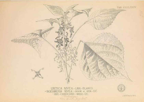 Reproducción/Reproduction 49746673353: Flora de Filipinas,. Manila,Estab. tip. de Plana y ca.,1877-83.. 