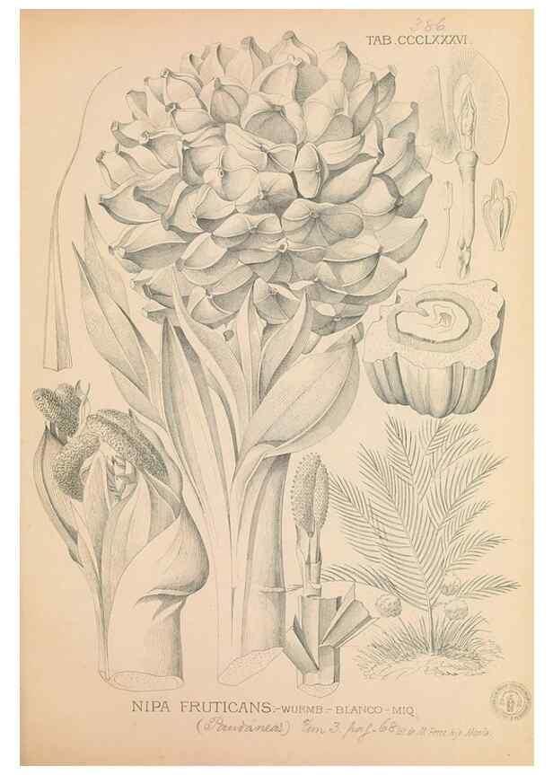 Reproducción/Reproduction 49747214731: Flora de Filipinas,. Manila,Estab. tip. de Plana y ca.,1877-83.. 