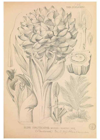 Reproducción/Reproduction 49747214731: Flora de Filipinas,. Manila,Estab. tip. de Plana y ca.,1877-83.. 