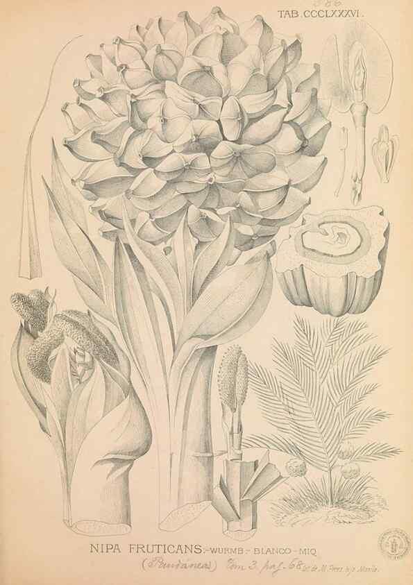 Reproducción/Reproduction 49747214731: Flora de Filipinas,. Manila,Estab. tip. de Plana y ca.,1877-83.. 