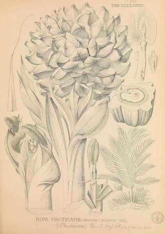 Reproducción/Reproduction 49747214731: Flora de Filipinas,. Manila,Estab. tip. de Plana y ca.,1877-83.. 