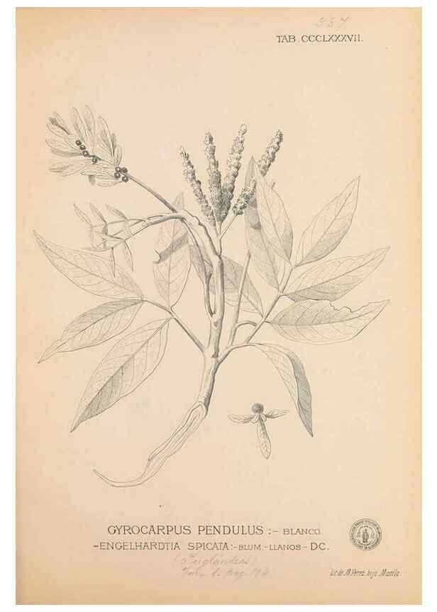 Reproducción/Reproduction 49747541967: Flora de Filipinas,. Manila,Estab. tip. de Plana y ca.,1877-83.. 