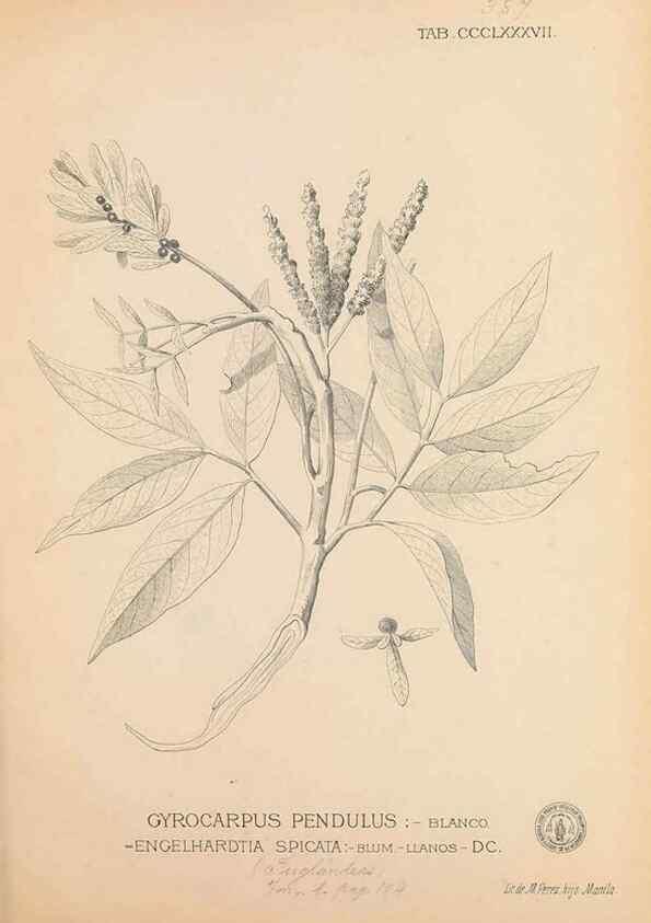 Reproducción/Reproduction 49747541967: Flora de Filipinas,. Manila,Estab. tip. de Plana y ca.,1877-83.. 