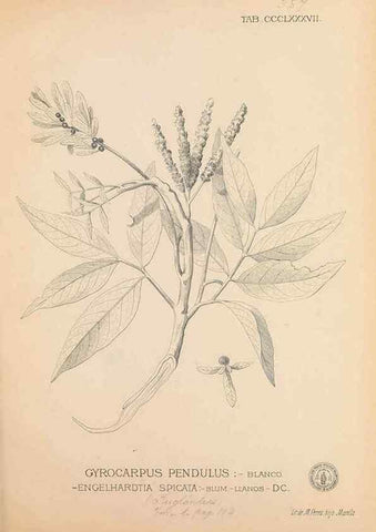 Reproducción/Reproduction 49747541967: Flora de Filipinas,. Manila,Estab. tip. de Plana y ca.,1877-83.. 