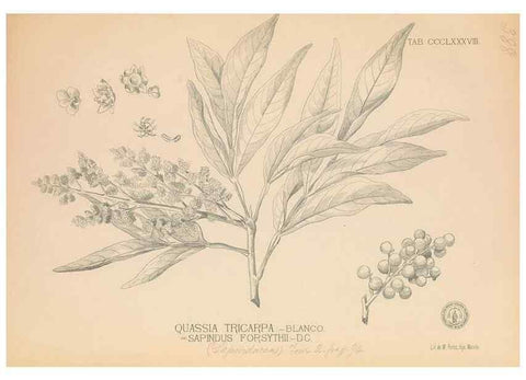 Reproducción/Reproduction 49747542192: Flora de Filipinas,. Manila,Estab. tip. de Plana y ca.,1877-83.. 