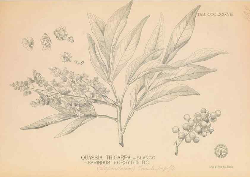 Reproducción/Reproduction 49747542192: Flora de Filipinas,. Manila,Estab. tip. de Plana y ca.,1877-83.. 