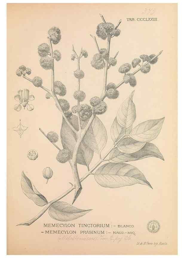 Reproducción/Reproduction 49747211906: Flora de Filipinas,. Manila,Estab. tip. de Plana y ca.,1877-83.. 